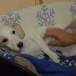 Stella