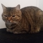 Louisa