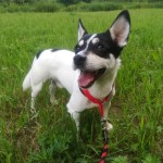 Max