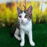 Hubert