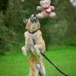 Dingo