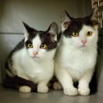 Oliver, Albert a Fátima