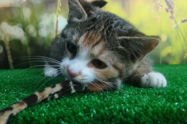 72650045_406493596707615_6327871417090048000_n