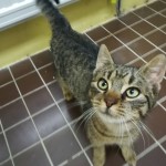 Merlin
