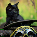 Zorro