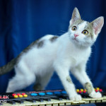 Paul Anka