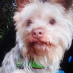 Alf