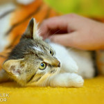 Tygris