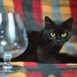 Brandy