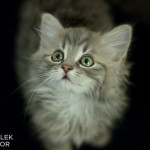 Dorian Gray