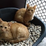Ginger a Roux