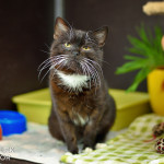 Oliver