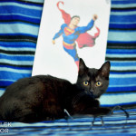 Lois