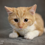 Oliver a James