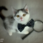 Hercule Poirot