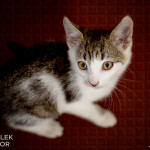 Anouk