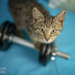 Arnold