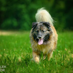 Beowulf