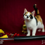 Elle, Beatrix, O-Ren a Bill