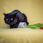 Tulipánový Lynx