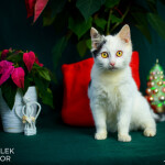 Poinsettia