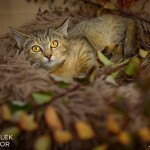 Tabby