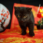 Mushu