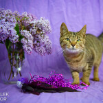 Syringa
