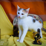 Bastet, Isis, Maat a Thoth