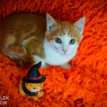 Rupert