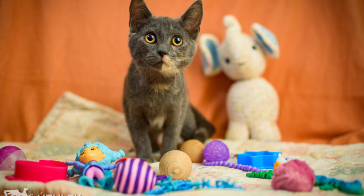 RH1_4719