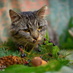 Rumcajs